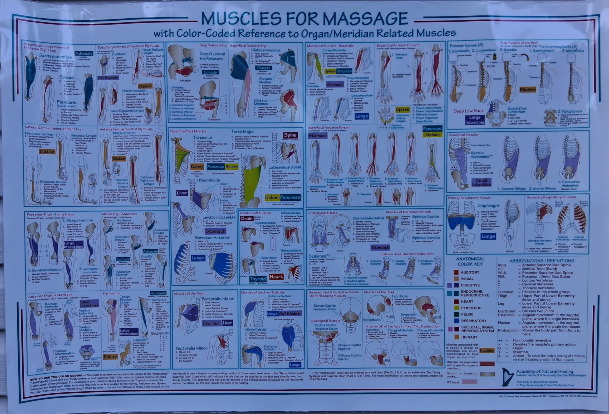 MUSCLESFORMASSAGECHART